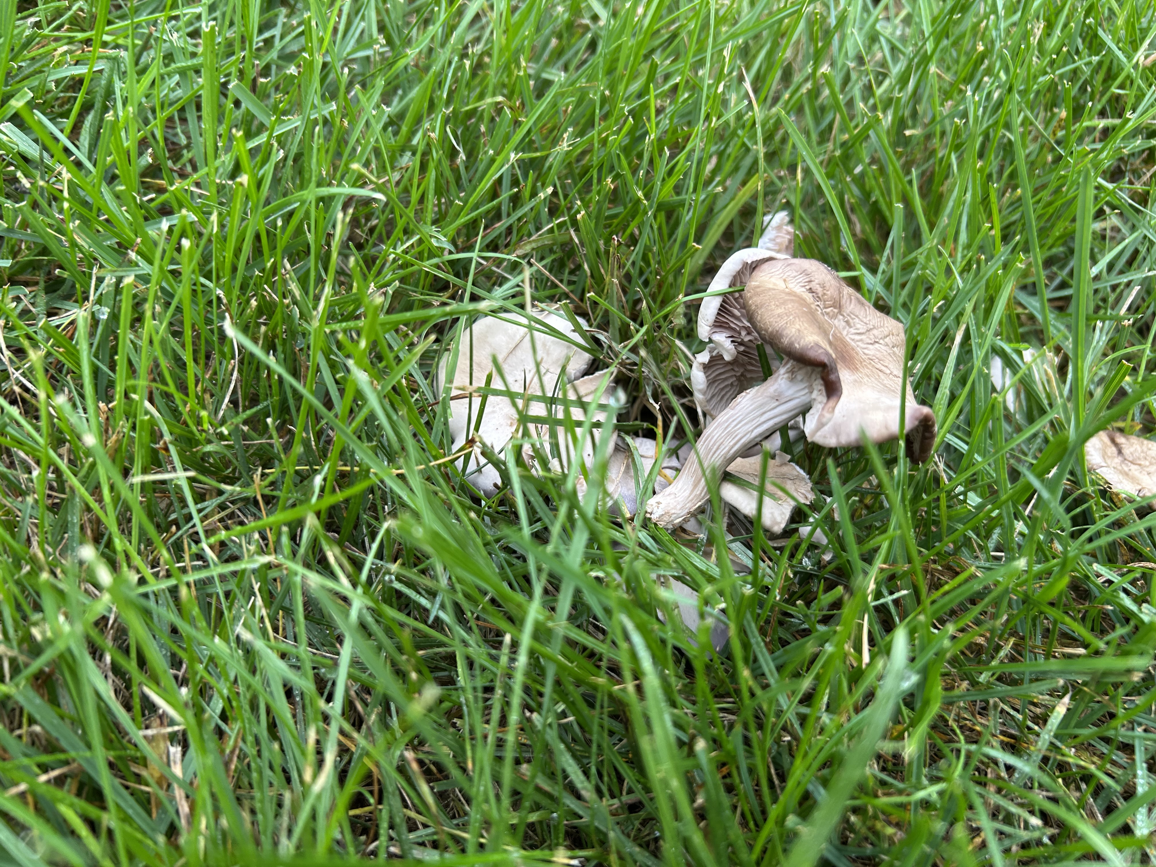 Mushroom