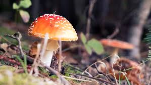 Mushroom