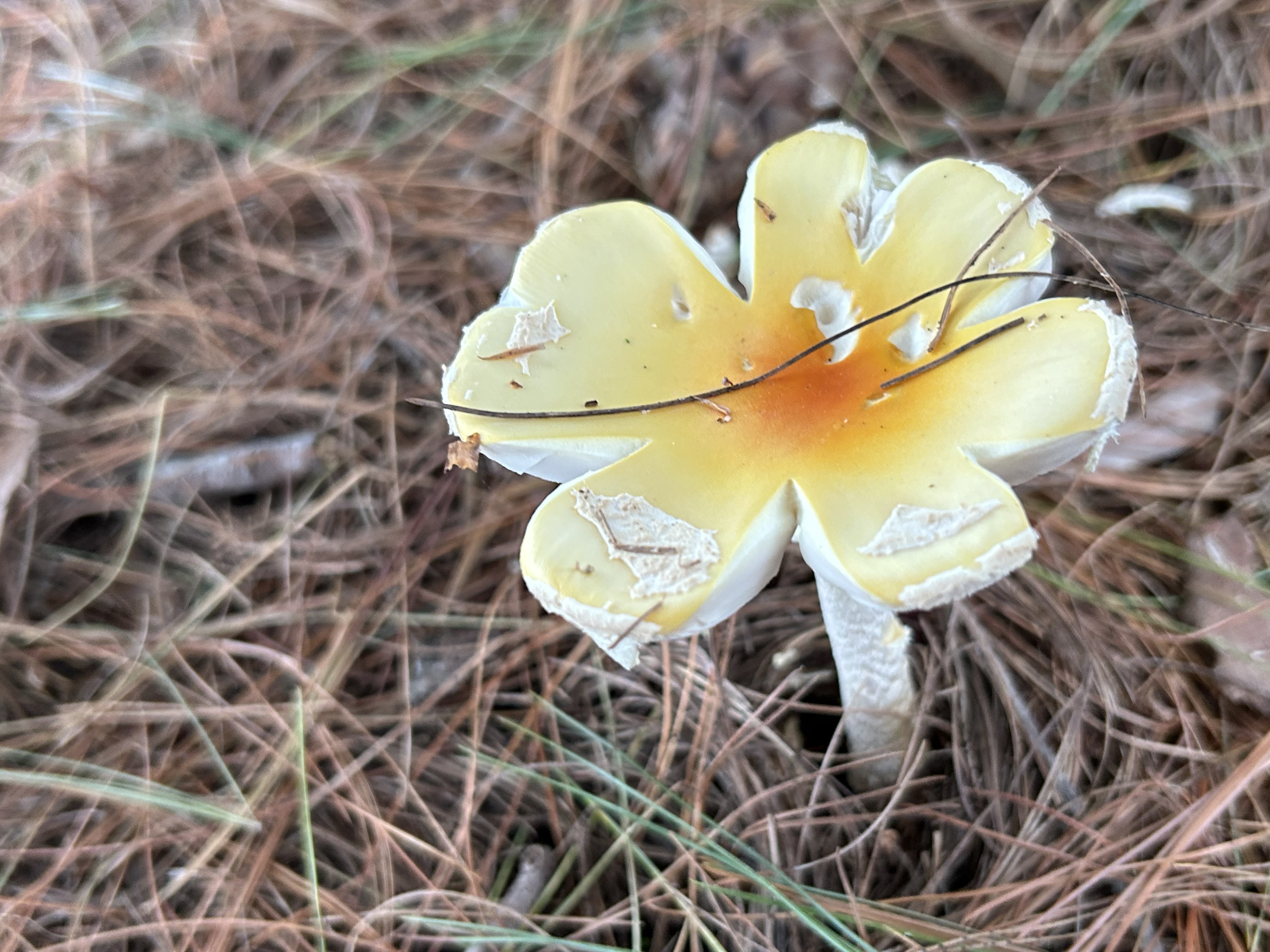 Mushroom